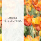 Tulipes vibrantes pour f&ecirc;ter ma maman